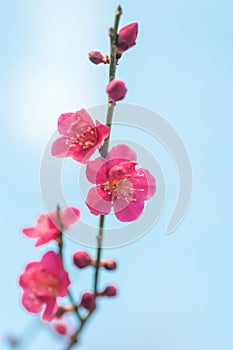 Pink blossom branch of Prunus mume Beni-chidori Tree against blue sky