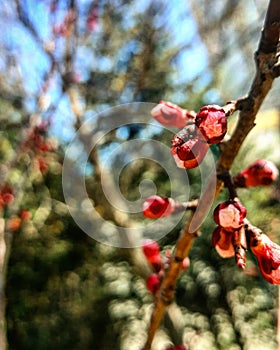 Pink blossom and buds