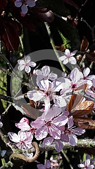 Pink Blossom in a Burnley Garden photo