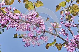 Pink blossom of Cercis siliquastrum tree
