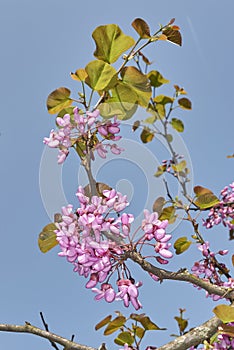 Pink blossom of Cercis siliquastrum tree