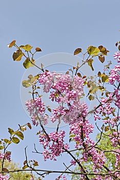 Pink blossom of Cercis siliquastrum tree