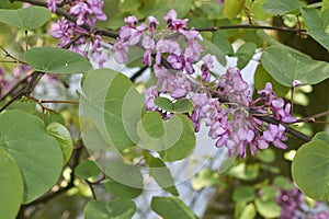 Pink blossom of Cercis siliquastrum tree