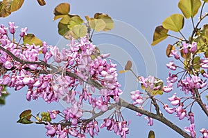 Pink blossom of Cercis siliquastrum tree
