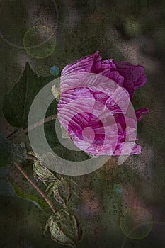 Pink Blossom of Confederate Rose with Grunge Textures and Lens Flares