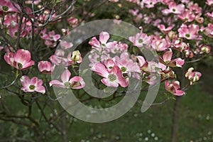 Pink blossom of Cornus florida rubra