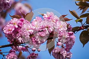 This pink blossom is on a double blossom cherry tree