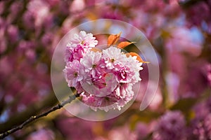 This pink blossom is on a double blossom cherry tree