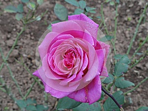 Pink blossom flower, Himalaya mountains, India