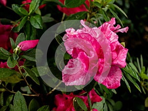 Pink blossom flower. Spring, romantic.