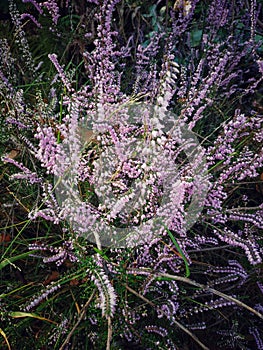 Pink blossom flowers