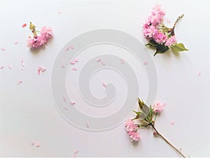 Pink Blossom flowers with green leaves on white background