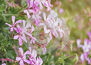 Pink blossom geranium flowers bloom, retro toned, bokeh pink pastel soft flower background