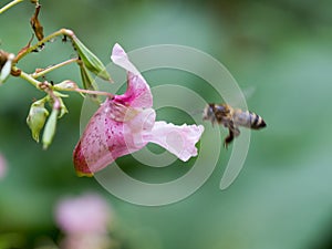 Pink blossom of Impatiens glandulifera flower and flying bee