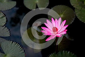 Pink blossom lotus flower in water with leaves with under exposure light