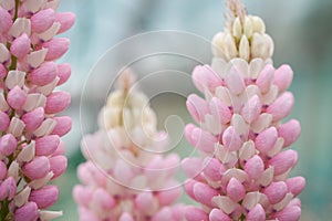Pink blossom lupine charm cute flower