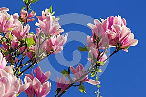 pink blossom of magnolia tree in spring