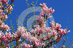 pink blossom of magnolia tree in spring