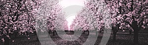 Pink Blossom Orchard in Black and White