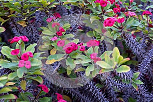 Pink blossom of ornamental indoor and outdoor tropical plant euphorbia milii or crown of thorns, Christ plant