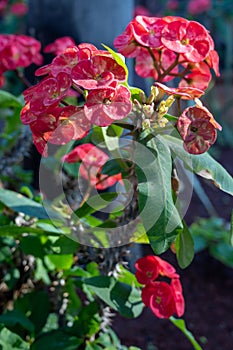 Pink blossom of ornamental indoor and outdoor tropical plant euphorbia milii or crown of thorns, Christ plant