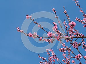 Pink blossom over the blue sky