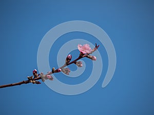 Pink blossom over the blue sky