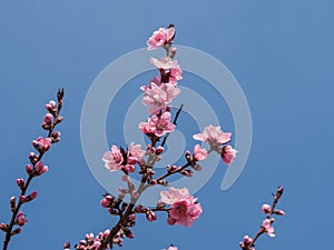 Pink blossom over the blue sky