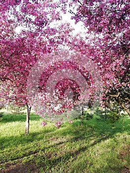 Pink blossom peach tree in the park photo