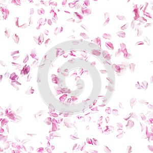 Pink Blossom Petals Pattern