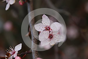 Pink blossom at the prunus Accolade in the spring season