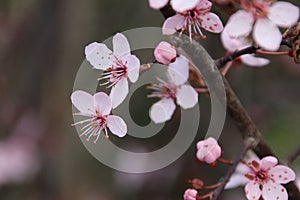 Pink blossom at the prunus Accolade in the spring season