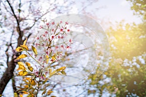 Pink blossom sakura or cherry flowers with blue sky spring season