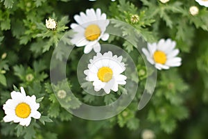 Field with white daisies