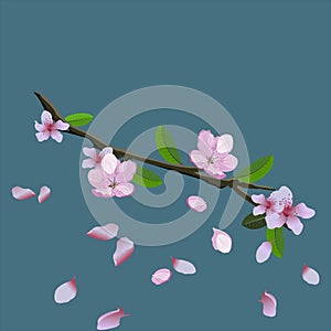 Pink blossom of sakura - Japanese cherry tree branch with flying petals isolated on blue background. Vector illustration