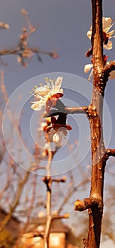 Pink blossom at spring