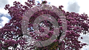 Pink blossom in spring, amazing Tabebuia rosea apamate pink poui, and rosy trumpet tree