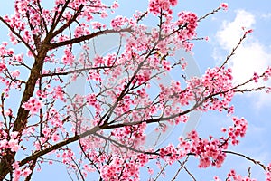 Pink blossom sukura flowers,Cherry Blossom.