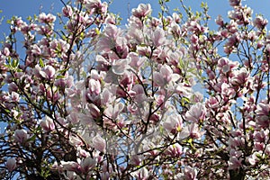 Pink blossom on a tree against a blue sky