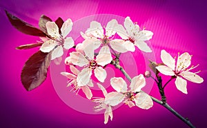 Pink blossom tree branch on bright pink background