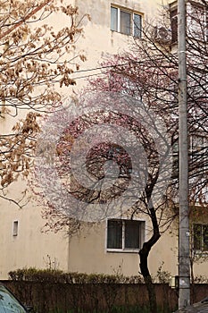 Pink blossom tree in front of a block of flats, Romania, South-Eastern Europe