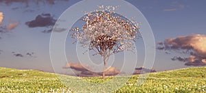 Pink Blossom Tree on a Grass Hill Sunset Sky Spring Flower Meadow Ornamental Japan Landscape