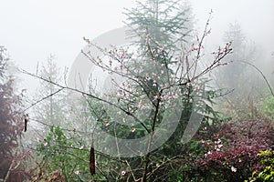 pink blossom on tree in mist rainforest