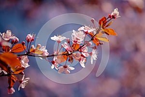 Pink Blossom Tree in the Spring