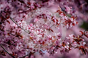 Pink Blossom Tree in the Spring
