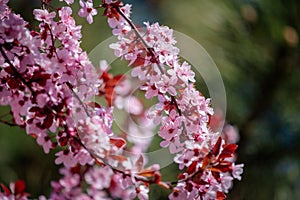 Pink Blossom Tree in the Spring
