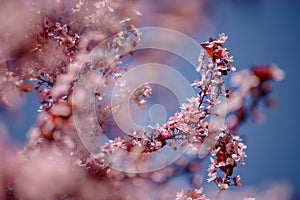 Pink Blossom Tree in the Spring