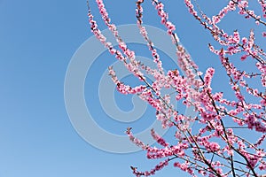 Pink blossoming branches of an ornamental cherry in front of a blue sky