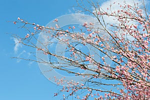 Pink blossoming branches with spring blooming apple tree flowers