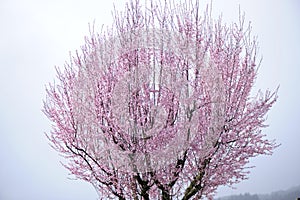 Pink blossoming cherry tree